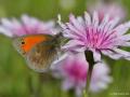 Coenonympha pamphilus (Küçük Zıpzıp Perisi)